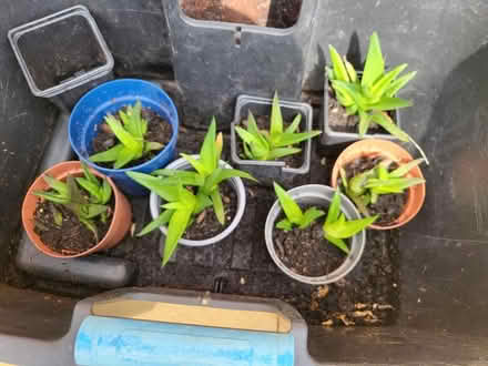 Photo of free Aloe vera plants (Houghton le spring) #1