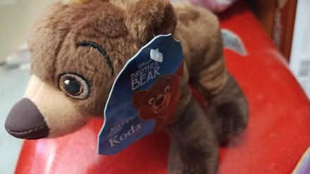 Photo of free Studded Koda bear (Allen) #1