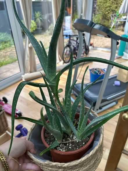 Photo of free Aloe Plant (UB7 9EF) #1