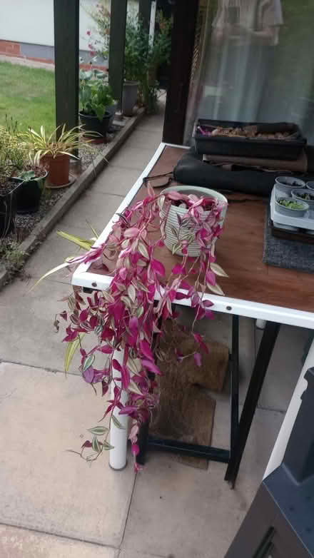 Photo of free Tradescantia (wandering Jew ) (Belper DE56) #1