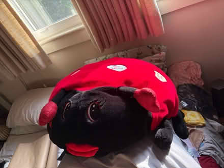 Photo of free Cozy love bug (Highland Park) #3