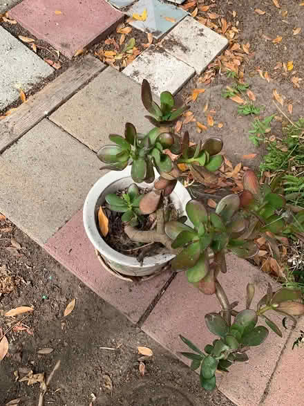 Photo of free Potted jade plant (Emeryville) #1