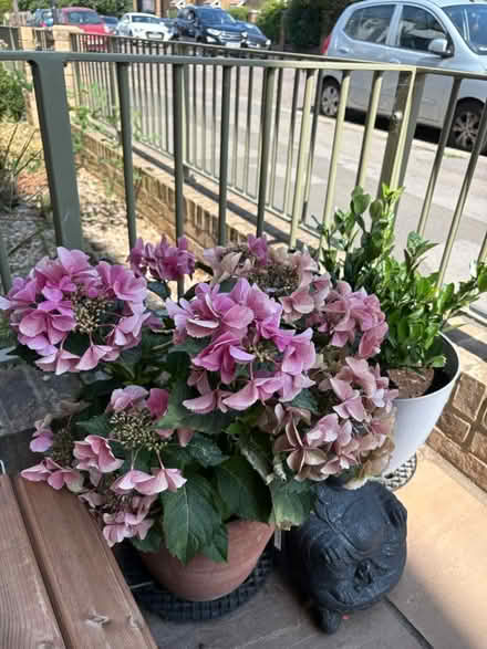 Photo of free Hydrangea (Victoria rd Edmonton N9) #1