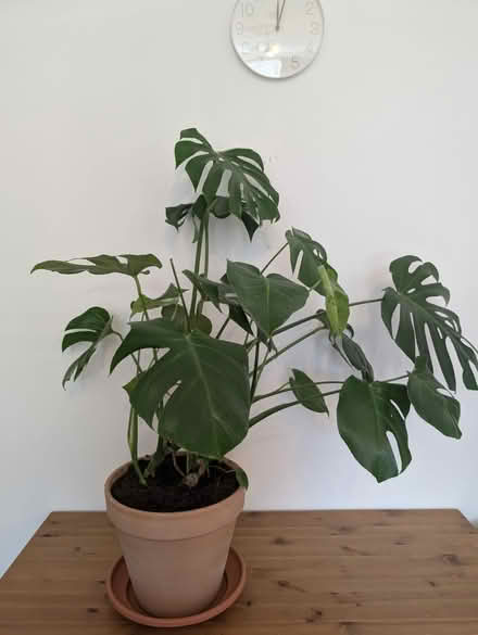 Photo of free Fully grown monstera with pot (E14, Tower Hamlet Freegle) #2