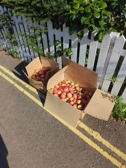 Photo of free Apples (Lakenham NR1) #1