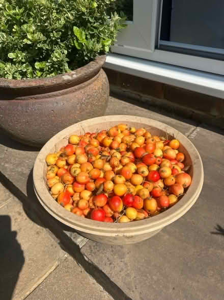 Photo of free Crabapples ! Great for jams (GU1) #1