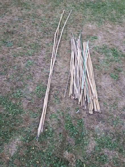 Photo of free Bamboo Canes (Cressex HP12) #1