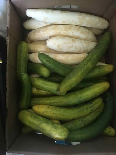 Photo of free Cucumbers (Crestview) #1