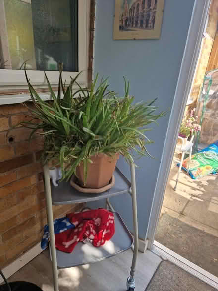 Photo of free Aloe vera (BS39) #1