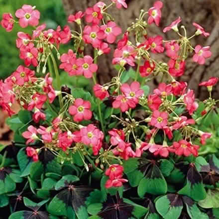 Photo of free Tropical bulbs (Lake forest) #1