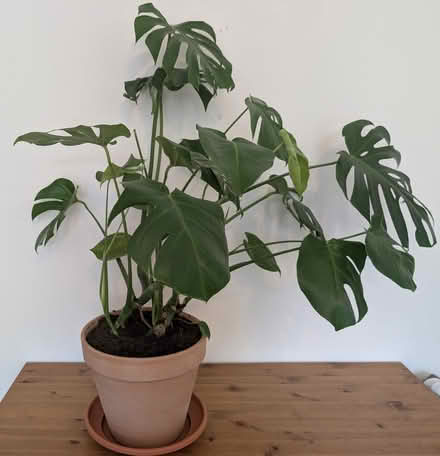 Photo of free Fully grown monstera with pot (E14, Tower Hamlet Freegle) #1