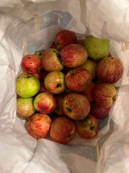 Photo of free Gravenstein apples (Lake City/Meadowbrook) #1