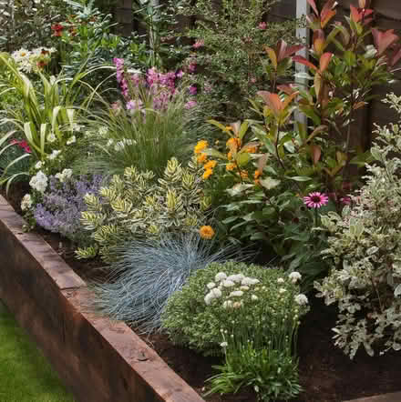 Photo of Shrubs and evergreens (Clevedon BS21) #2