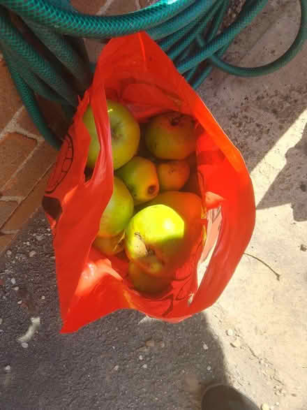 Photo of free cooking apples (Harrogate. HG1.) #2