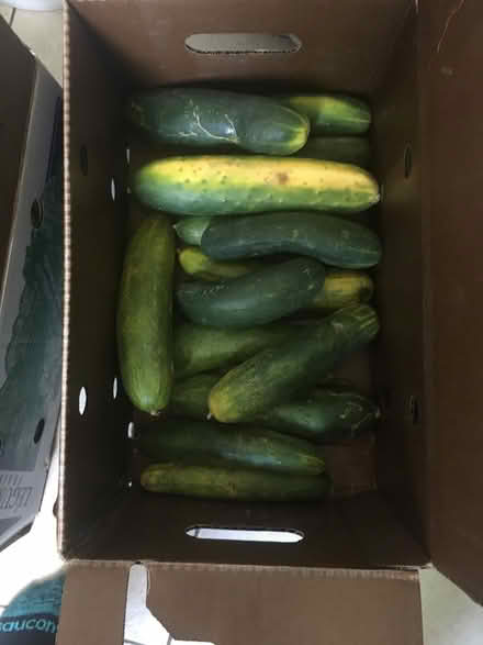 Photo of free Cucumbers (Crestview) #2