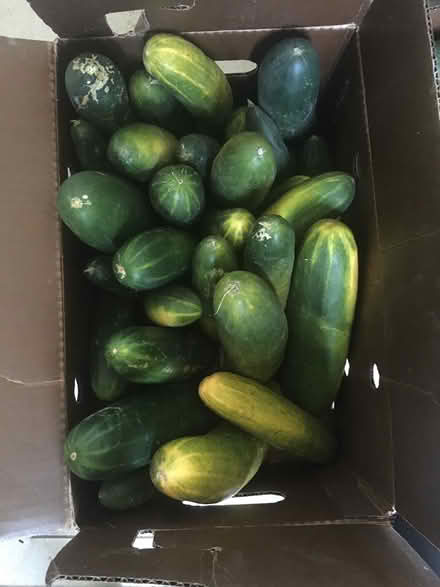 Photo of free Cucumbers (Crestview) #3