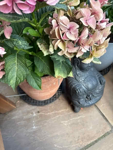 Photo of free Hydrangea (Victoria rd Edmonton N9) #2