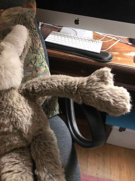 Photo of free Large plush Coyota? Kangaroo? (East Watertown) #2