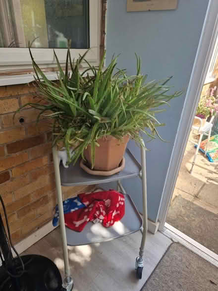 Photo of free Aloe vera (BS39) #2