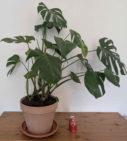 Photo of free Fully grown monstera with pot (E14, Tower Hamlet Freegle) #3