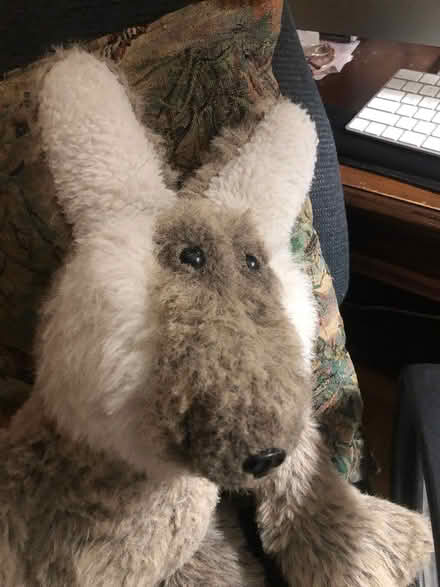 Photo of free Large plush Coyota? Kangaroo? (East Watertown) #3