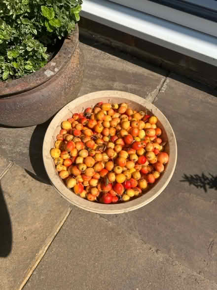 Photo of free Crabapples ! Great for jams (GU1) #2