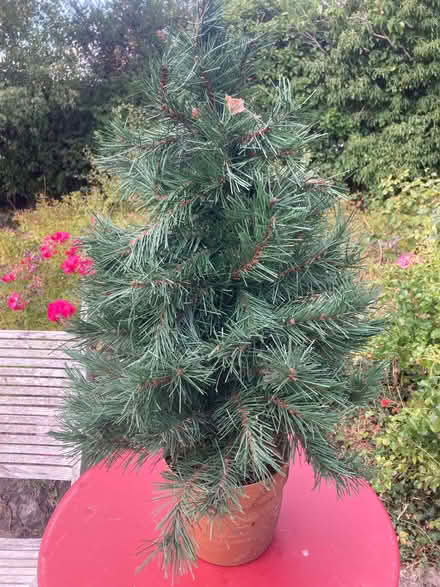 Photo of free Small fake christmas tree in gold pot (Old Radnor LD8) #1