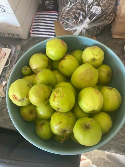 Photo of free Apples (Cochrane park NE7) #1