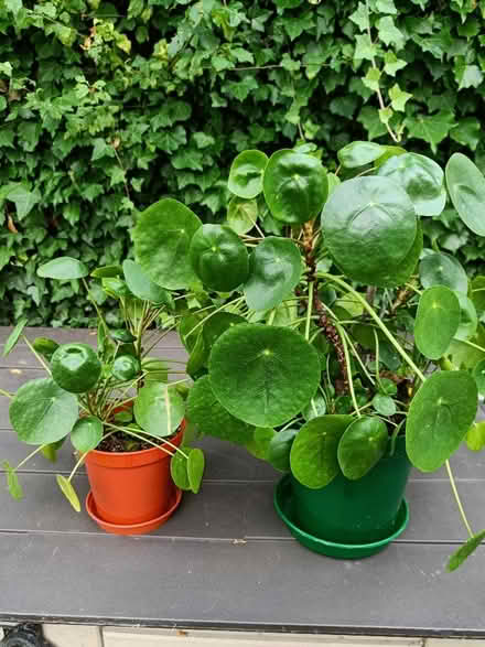 Photo of free Houseplants (Eastwood G46) #2