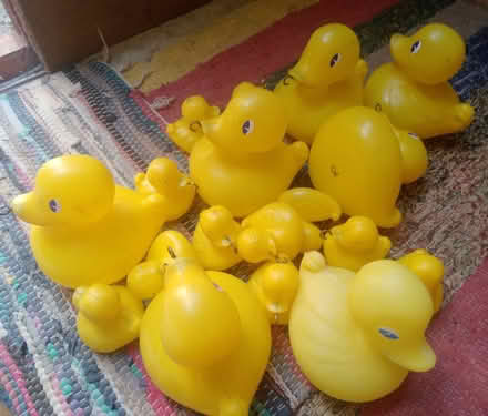 Photo of free Yellow ducks (Emsworth PO10) #1
