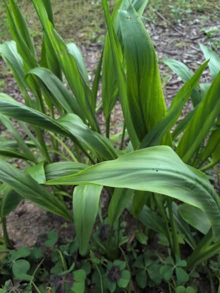 Photo of free Tropical bulbs (Lake forest) #2