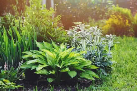 Photo of Shrubs and evergreens (Clevedon BS21) #1