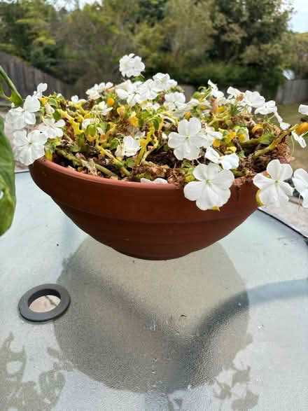 Photo of free Terracotta planter with plants (Ecclesall S11) #1