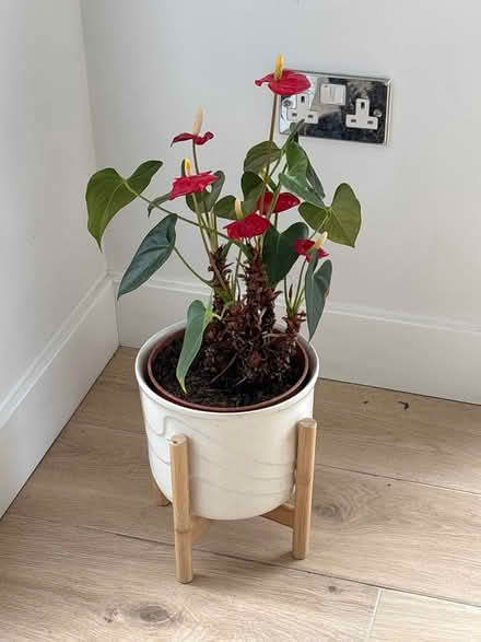 Photo of free Plant (Ecclesall S11) #1