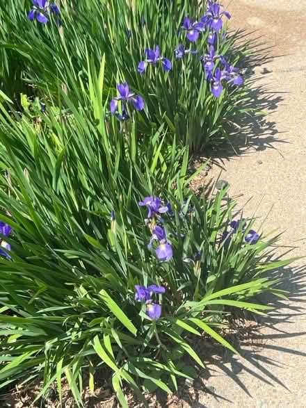 Photo of free Native irises (Rock creek hills) #1
