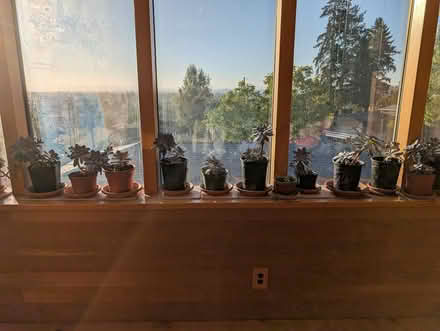 Photo of free Echeveria (West Salem off Bonny Way) #3