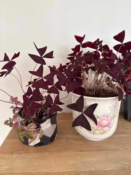 Photo of free Two purple shamrock plants (Ecclesall S11) #1