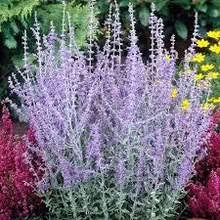 Photo of Perovskia cutting - Russian Sage (High Town LU2) #1