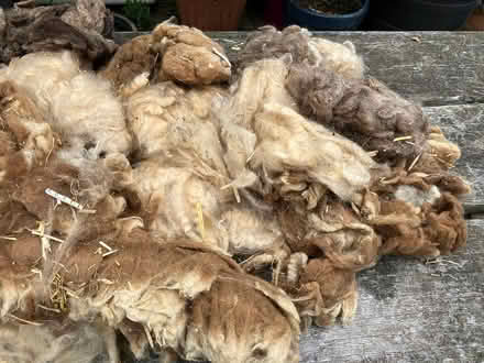 Photo of free Raw sheep's wool (Girton, Cambridgeshire) #3