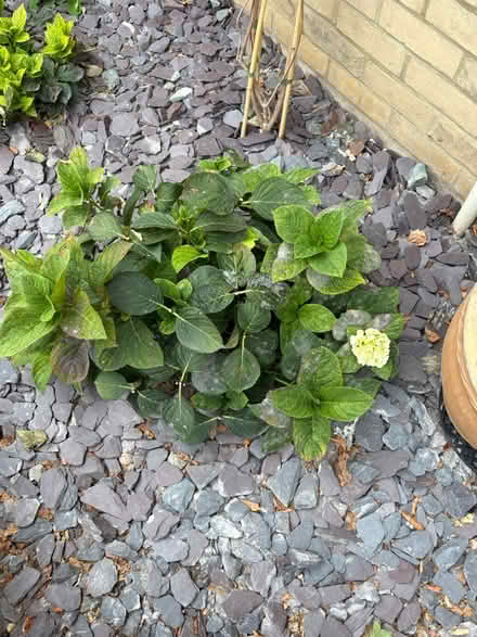 Photo of free Hydrangeas (Victoria rd Edmonton N9) #1