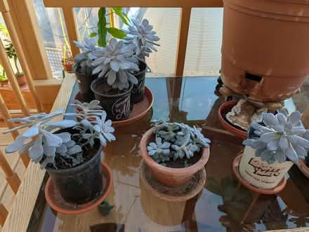 Photo of free Echeveria (West Salem off Bonny Way) #2