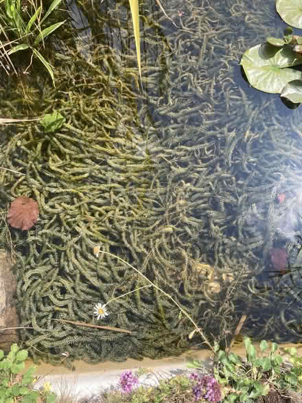 Photo of free Oxygenating pondweed (Old Radnor LD8) #1