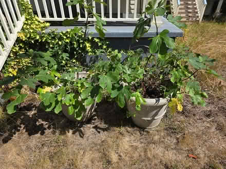Photo of free Two fig trees in pots (Central District/Madrona) #1