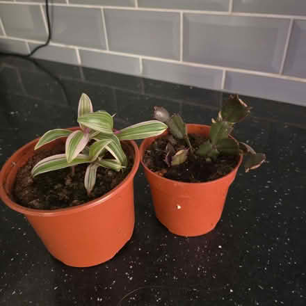 Photo of free 2 young house plants (Clive Vale TN35) #1
