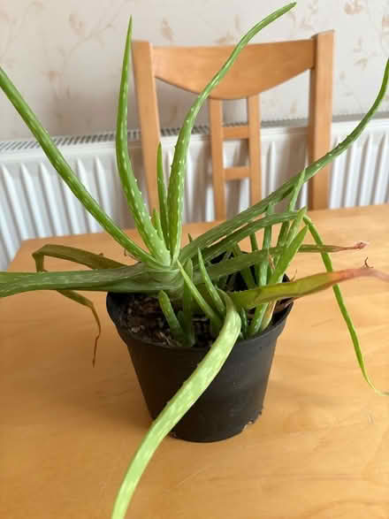 Photo of free Aloe Vera Plant (Goldington MK41) #1