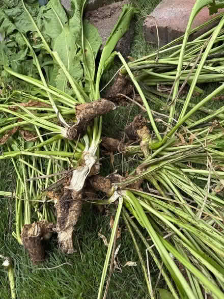 Photo of free Horseradish root (Drexel Hill) #1