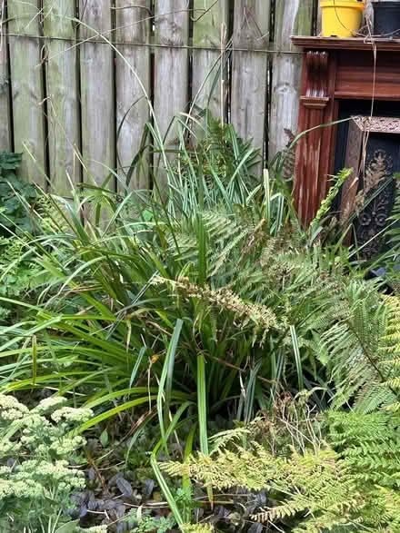 Photo of free Plants (BT14) #2