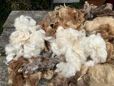 Photo of free Raw sheep's wool (Girton, Cambridgeshire) #2