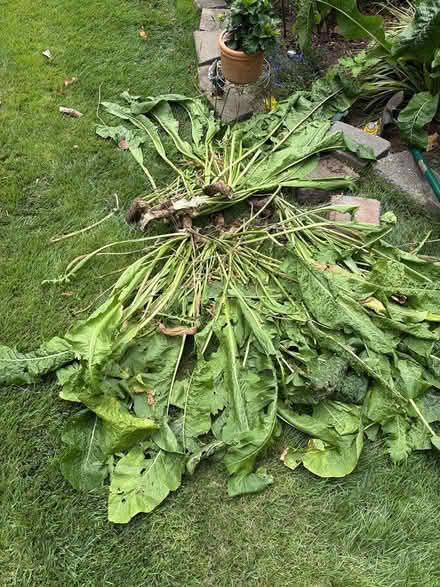 Photo of free Horseradish root (Drexel Hill) #2
