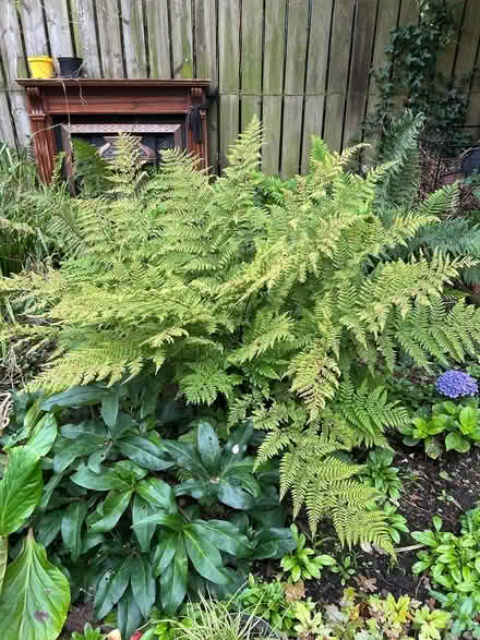 Photo of free Plants (BT14) #1